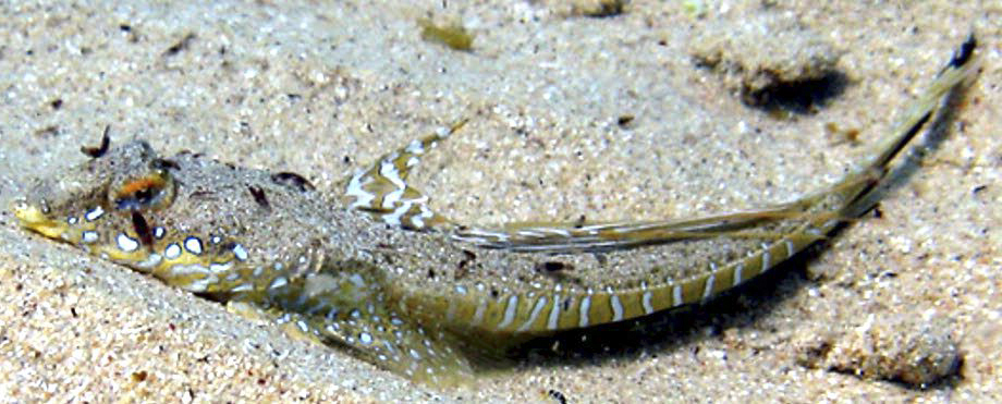 Callionymus pusillus_mapa